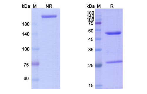 SDS-PAGE for Carlumab Biosimilar - Anti-CCL2, MCP-1, MCAF, SCYA2 mAb
