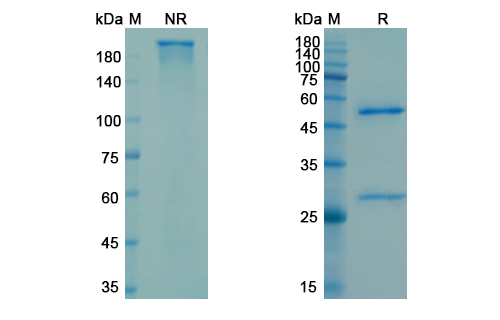 SDS-PAGE for Carotuximab Biosimilar - Anti-ENG mAb