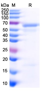 SDS-PAGE for CD223 / LAG3, C-His, recombinant protein