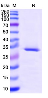 SDS-PAGE for CD254 / RANKL / TNFSF11, N-His, recombinant protein