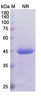 SDS-PAGE for Certolizumab Biosimilar - Anti-TNF-Alpha mAb - Research Grade