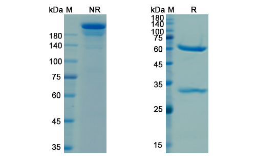 SDS-PAGE for Cetuximab Biosimilar - Anti-hEGFR mAb - Research Grade