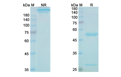 SDS-PAGE for Cinpanemab  Biosimilar - Anti-SNCA  mAb - Research Grade