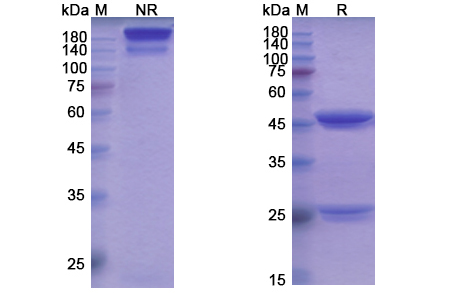 SDS-PAGE for Cobolimab  Biosimilar - Anti-HAVCR2; TIM3; CD366 mAb - Research Grade