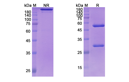 SDS-PAGE for Coltuximab Biosimilar - Anti-CD19 mAb