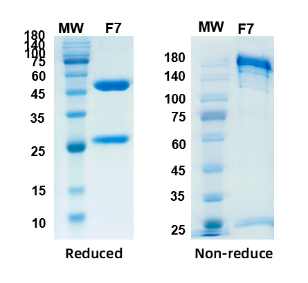 SDS-PAGE for CoV-S[679-833] Recombinant proteins