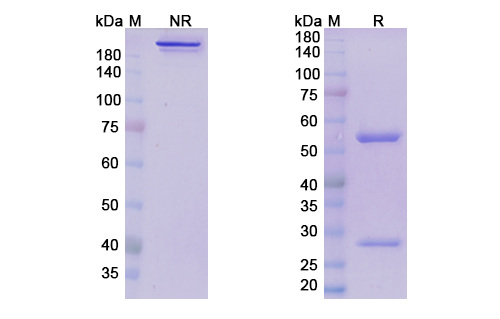 SDS-PAGE for Crovalimab Biosimilar - Anti-C5;Complement C5 mAb - Research Grade