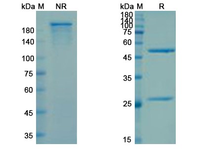 SDS-PAGE for Cudarolimab Biosimilar - Anti-CD134;OX40 mAb - Research Grade