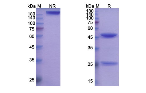 SDS-PAGE for Cusatuzumab Biosimilar - Anti-CD70; TNFSF7 mAb - Research Grade