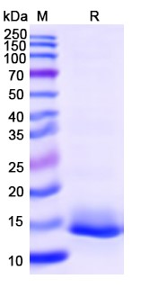 SDS-PAGE for CXCL10 / IP-10, N-His, recombinant protein