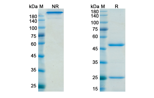 SDS-PAGE for Dacetuzumab Biosimilar - Anti-CD40 mAb - Research Grade