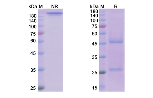 SDS-PAGE for Daclizumab Biosimilar - Anti-IL2RA mAb