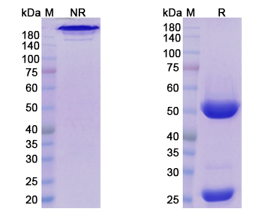 SDS-PAGE for Daratumumab Biosimilar - Anti-CD38 mAb