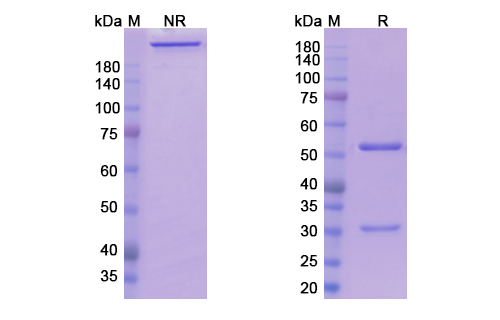SDS-PAGE for Datopotamab Biosimilar - Anti-TACSTD2;TROP2 mAb - Research Grade