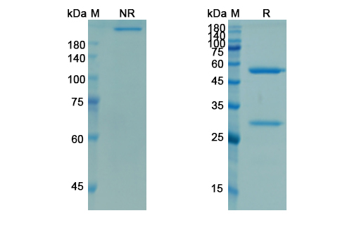 SDS-PAGE for Demcizumab Biosimilar - Anti-DLL4 mAb