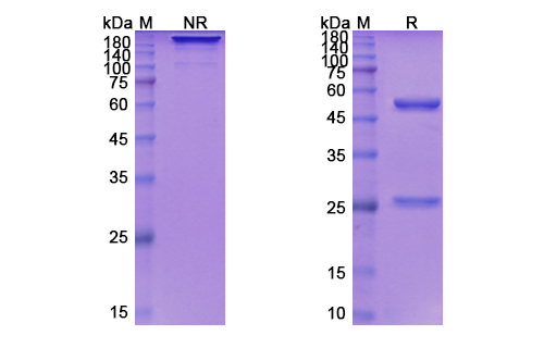 SDS-PAGE for Depatuxizumab Biosimilar - Anti-EGFR;ERBB1 mAb - Research Grade