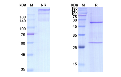 SDS-PAGE for Dezamizumab Biosimilar - Anti-APCS mAb