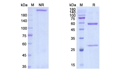 SDS-PAGE for Domvanalimab Biosimilar - Anti-TIGIT mAb - Research Grade