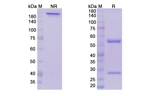 SDS-PAGE for Donanemab  Biosimilar - Anti-APP mAb - Research Grade