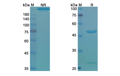 SDS-PAGE for Dupilumab Biosimilar - Anti-IL4R, CD124 mAb
