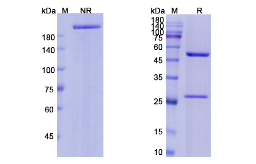 SDS-PAGE for Edrecolomab Biosimilar - Anti-EPCAM mAb - Research Grade