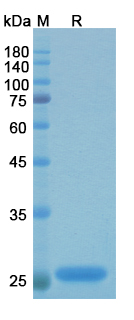 SDS-PAGE for Efungumab Biosimilar - Anti-HSP90 mAb - Research Grade