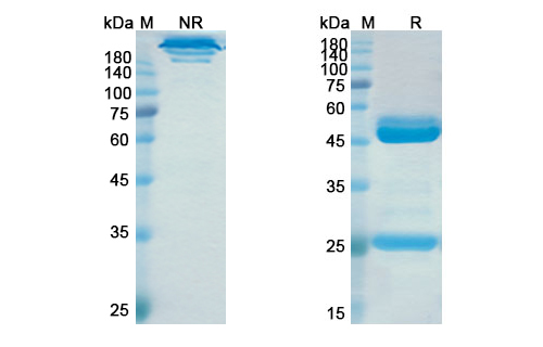 SDS-PAGE for Elezanumab Biosimilar - Anti-RGMA mAb