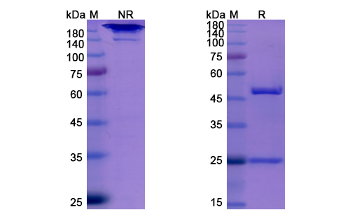 SDS-PAGE for Elotuzumab Biosimilar - Anti-SLAMF7, CD319 mAb - Research Grade