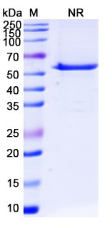 SDS-PAGE for Eluvixtamab Biosimilar - Anti-CD33,CD3E mAb - Research Grade