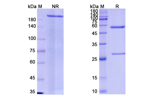 SDS-PAGE for Emapalumab Biosimilar - Anti-IFNG  mAb - Research Grade