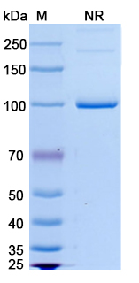 SDS-PAGE for Emerfetamab Biosimilar - Anti-CD33,CD3E mAb - Research Grade