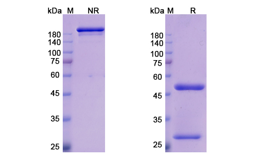 SDS-PAGE for Emibetuzumab Biosimilar - Anti-MET; RCCP2 mAb - Research Grade
