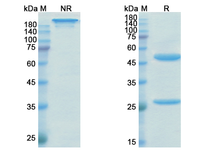 SDS-PAGE for Emicizumab Biosimilar â€“ Anti-F10, F9 activated form mAb