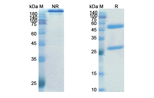 SDS-PAGE for Encelimab  Biosimilar - Anti-LAG3; CD223 mAb - Research Grade