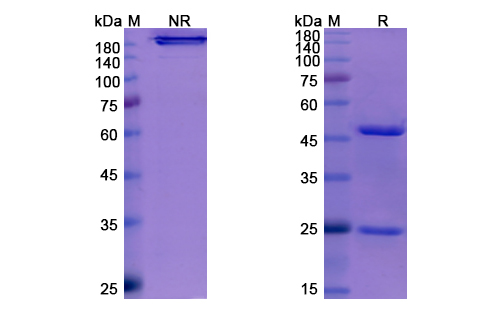 SDS-PAGE for Enfortumab Biosimilar - Anti-PVRL4 mAb