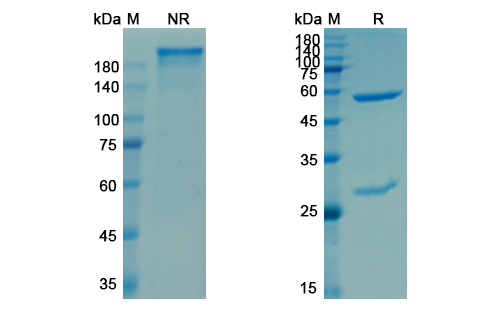 SDS-PAGE for Enoblituzumab Biosimilar - Anti-CD276, B7-H3 mAb