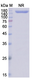 SDS-PAGE for Epcoritamab Biosimilar - Anti-CD20;MS4A1 and CD3E mAb - Research Grade
