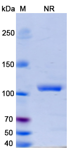 SDS-PAGE for Erfonrilimab Biosimilar - Anti-CD274,CTLA4 mAb - Research Grade 