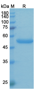 SDS-PAGE for Etanercept Biosimilar - Anti-TNF mAb - Research Grade
