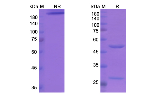 SDS-PAGE for Etigilimab Biosimilar - Anti-TIGIT mAb - Research Grade