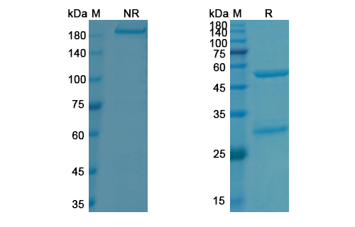 SDS-PAGE for Evinacumab Biosimilar - Anti-ANGPTL3 mAb
