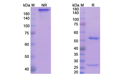 SDS-PAGE for Exbivirumab Biosimilar - Anti-HBsAg mAb - Research Grade