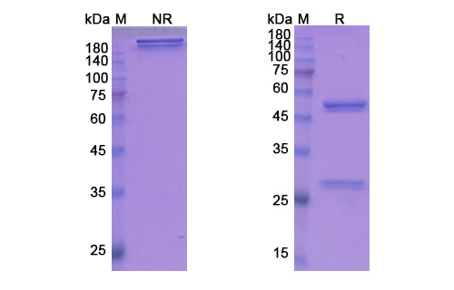 SDS-PAGE for Fezakinumab Biosimilar - Anti-IL22 mAb - Research Grade