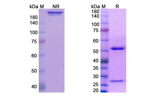 SDS-PAGE for Fianlimab Biosimilar - Anti-CD223;LAG3 mAb - Research Grade