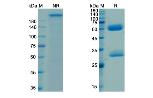SDS-PAGE for Ganitumab Biosimilar - Anti-CD221;IGF1R mAb - Research Grade