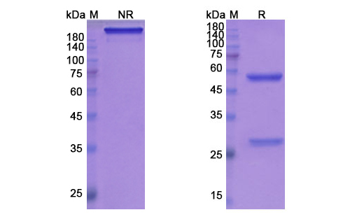 SDS-PAGE for Gantenerumab Biosimilar - Anti-APP , Abeta42, Abeta40 mAb