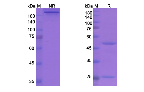 SDS-PAGE for Garadacimab Biosimilar - Anti-F12;Coagulationfactor XII mAb - Research Grade
