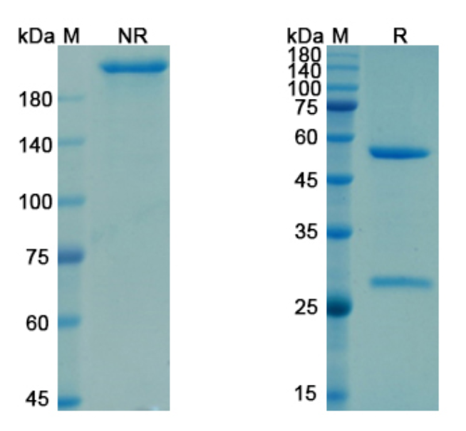 SDS-PAGE for Garetosmab Biosimilar - Anti-INHBA mAb - Research Grade