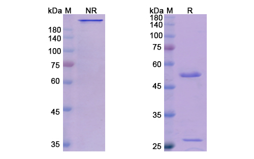 SDS-PAGE for Gatipotuzumab Biosimilar - Anti-MUC1, CD227 mAb