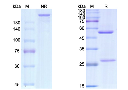 SDS-PAGE for Gemtuzumab Biosimilar - Anti-CD33 mAb - Research Grade